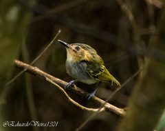 Poecilotriccus plumbeiceps