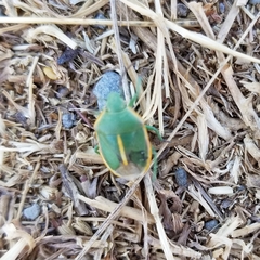 Chlorochroa faceta