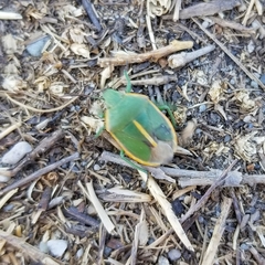 Chlorochroa faceta