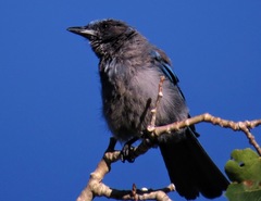 Aphelocoma woodhouseii