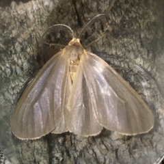 Pagara simplex