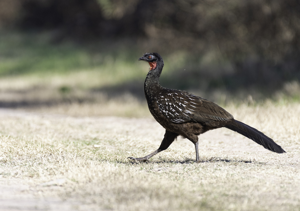 Yungas Guan (Penelope bridgesi) photo