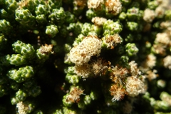 Helichrysum coralloides