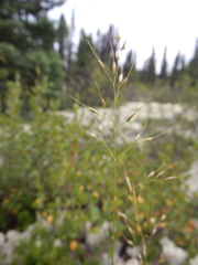 Piptatheropsis canadensis