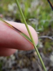 Piptatheropsis canadensis