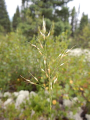 Piptatheropsis canadensis