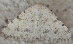 Digrammia pervolata