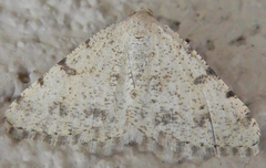 Digrammia pervolata