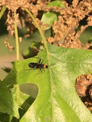 Pseudoxenetus regalis