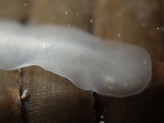 Leptoplanoidea