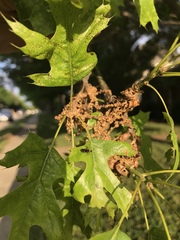 Pseudoxenetus regalis