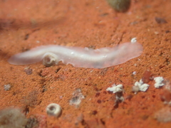 Leptoplanoidea