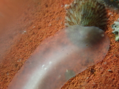 Leptoplanoidea