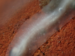 Leptoplanoidea