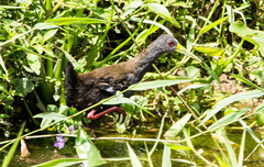 Pardirallus nigricans