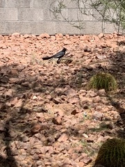 Quiscalus mexicanus
