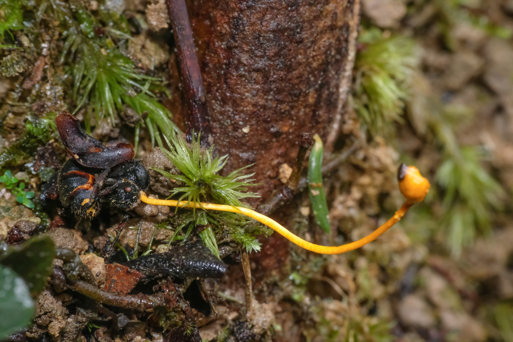 Ophiocordyceps myrmecophila