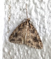 Pseudocoremia rudisata