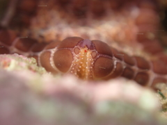 Pentagonaster pulchellus