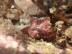 Pentagonaster pulchellus