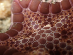 Pentagonaster pulchellus