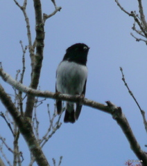 Petroica macrocephala