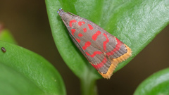 Dichomeris sandycitis