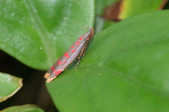 Dichomeris sandycitis