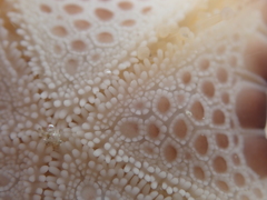 Pentagonaster pulchellus