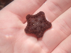 Pentagonaster pulchellus