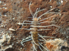 Amblyosyllis