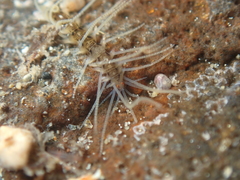 Amblyosyllis
