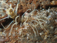 Amblyosyllis