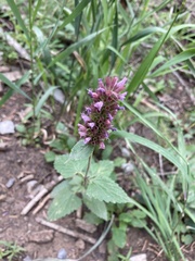 Agastache pallidiflora
