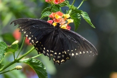 Papilio menatius