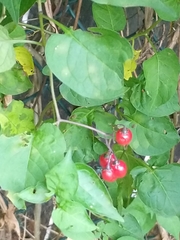 Solanum dulcamara