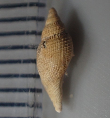 Daphnella cancellata observed 2021-08-11