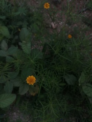 Melampodium linearilobum