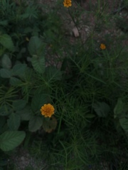 Melampodium linearilobum