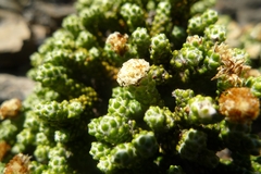 Helichrysum coralloides