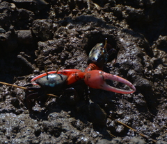 Paraleptuca crassipes