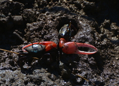 Paraleptuca crassipes