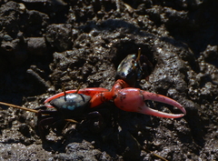 Paraleptuca crassipes