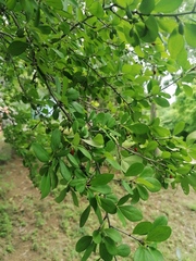 Erythroxylum havanense