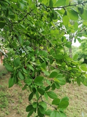 Erythroxylum havanense
