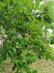 Erythroxylum havanense