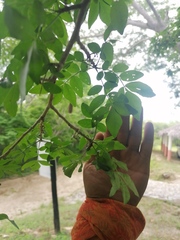 Erythroxylum havanense