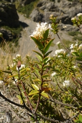 Veronica decumbens