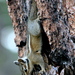 Long-eared Chipmunk - Photo no rights reserved