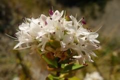 Veronica decumbens